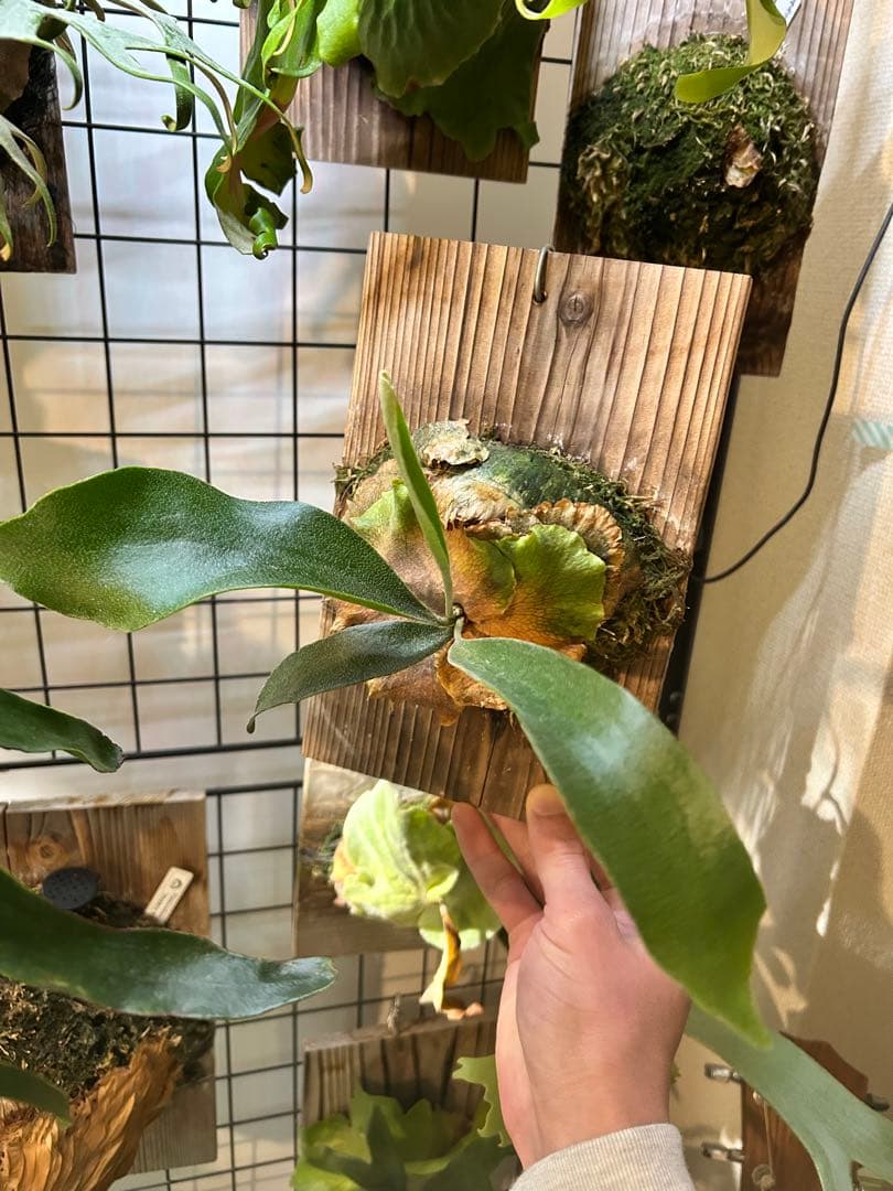 ビカクシダ アルキコルネ　変異株　Vフォーム　子株