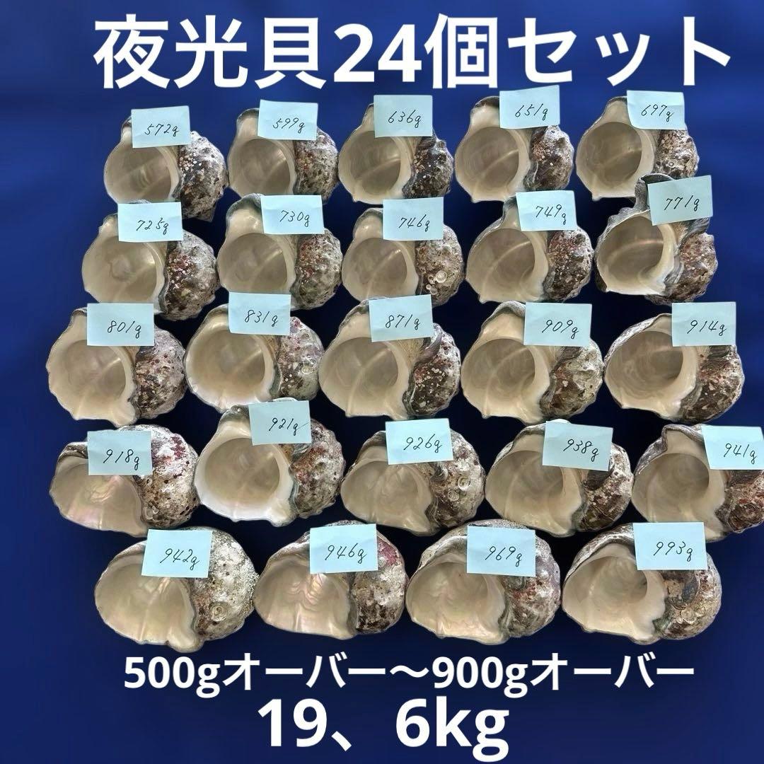 夜光貝　ヤコウ貝　まとめ売り　24個　19、6kg アクセサリー　ルア