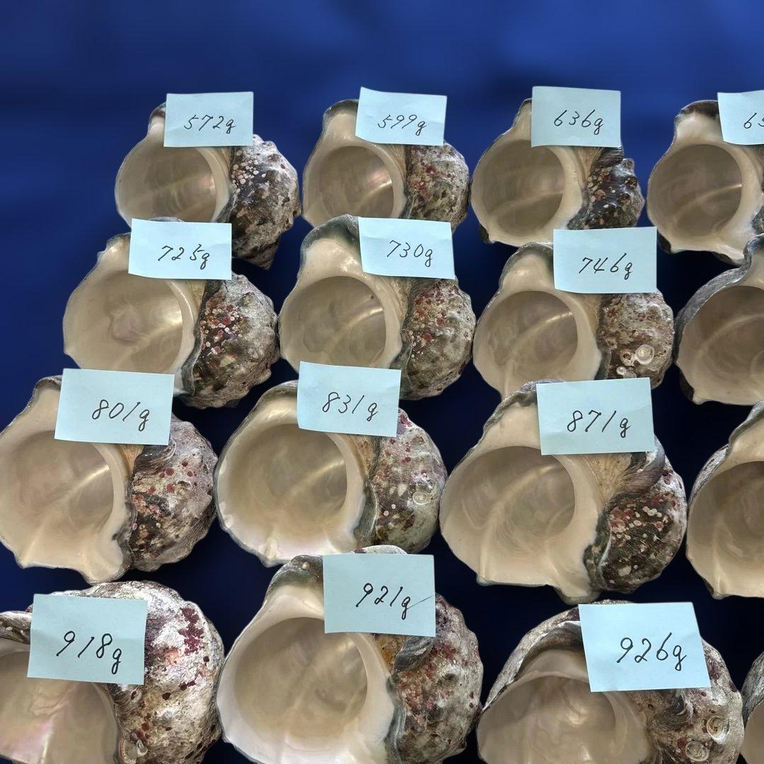 夜光貝　ヤコウ貝　まとめ売り　24個　19、6kg アクセサリー　ルア