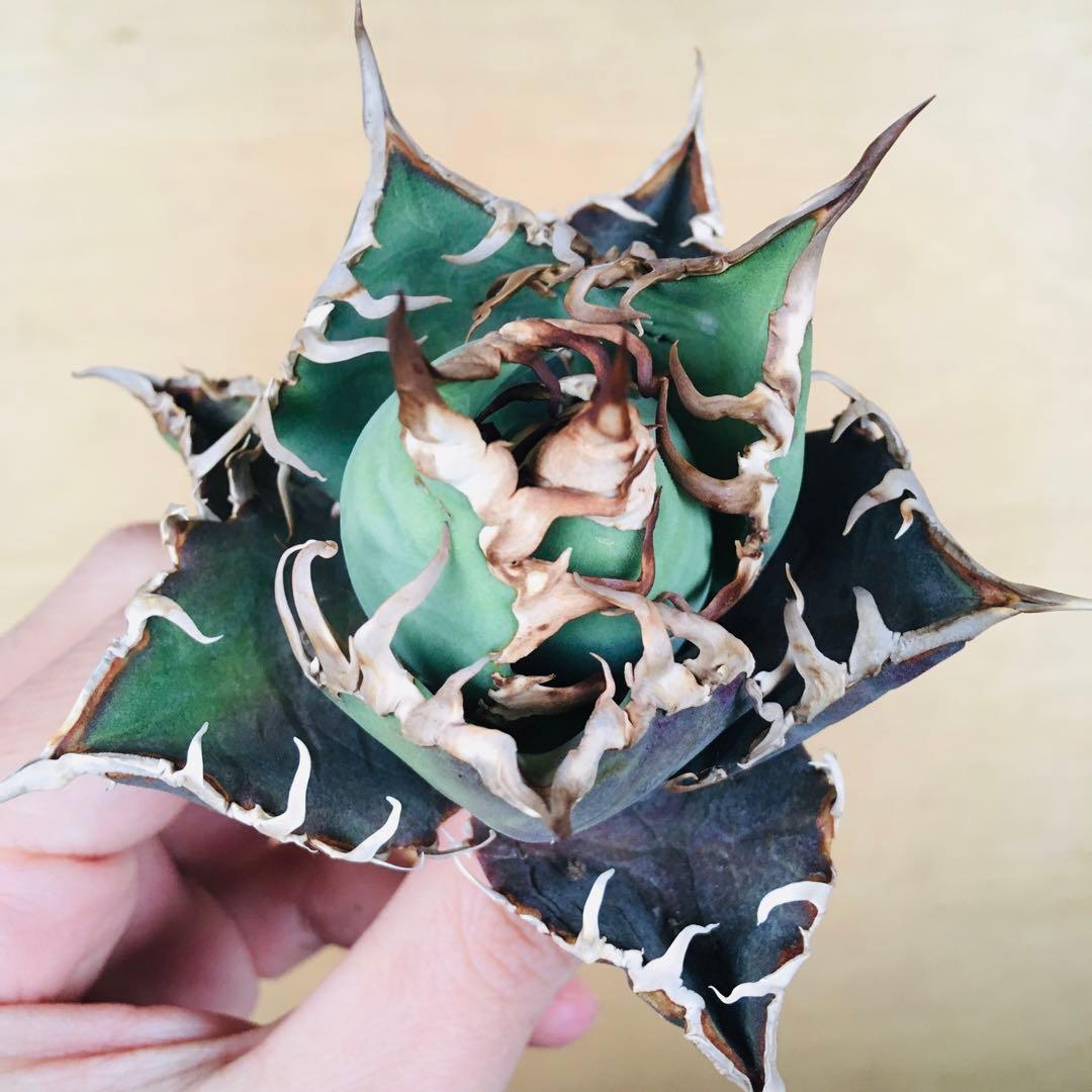 【稀少】シーザー アッシュベールフレイム ボールタイプ TC株 アガベ チタノタ