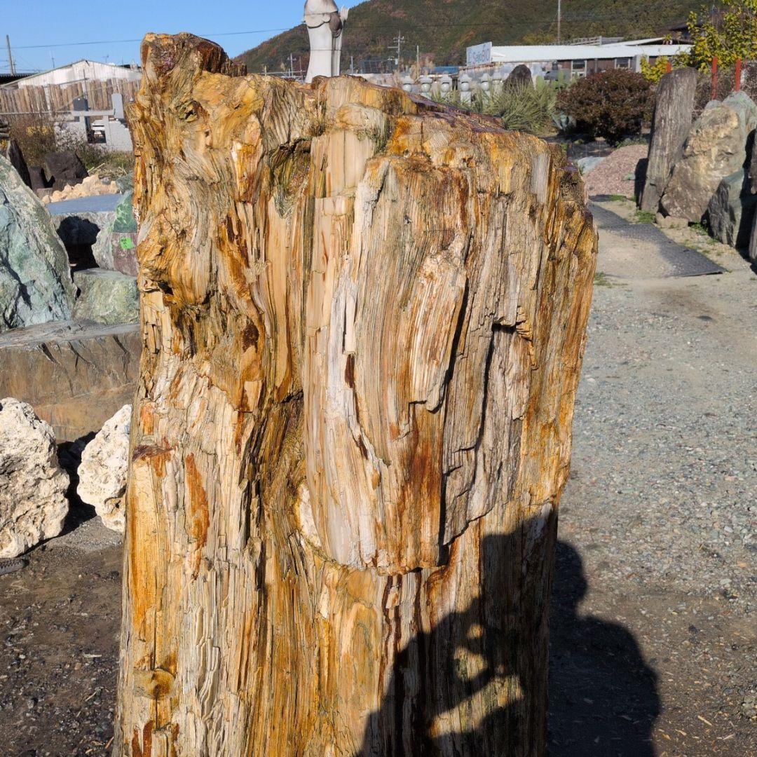 秋田産　珪化木　613キロ　庭石　石 鑑賞石　石材　庭　坪庭　ガーデニング