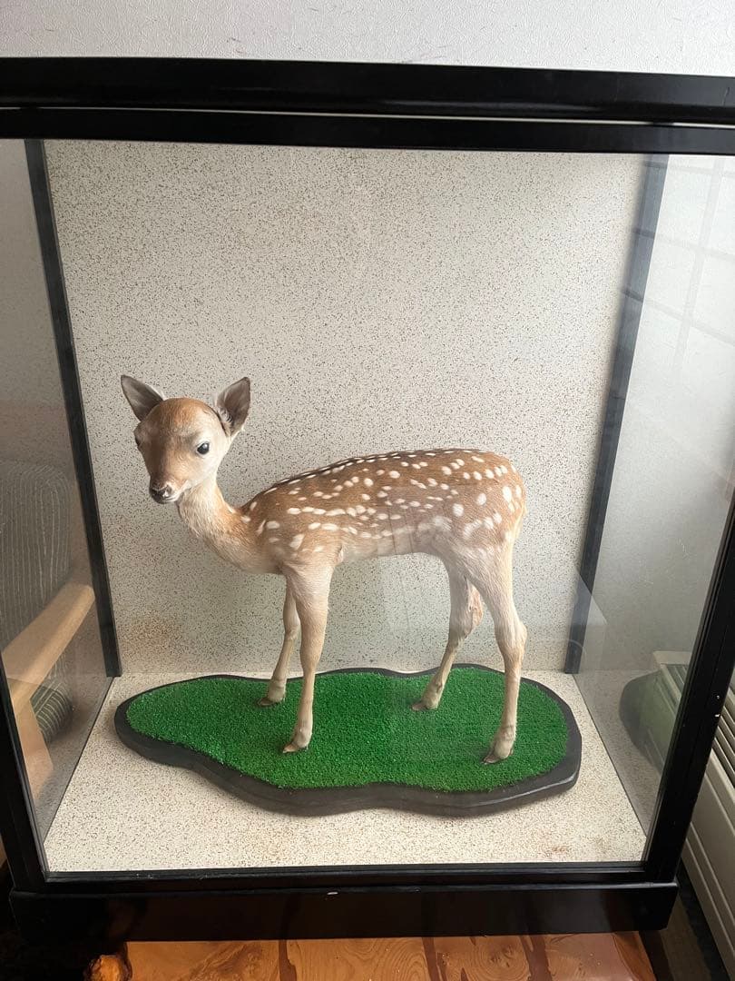 小鹿　子鹿　剥製　北海道より