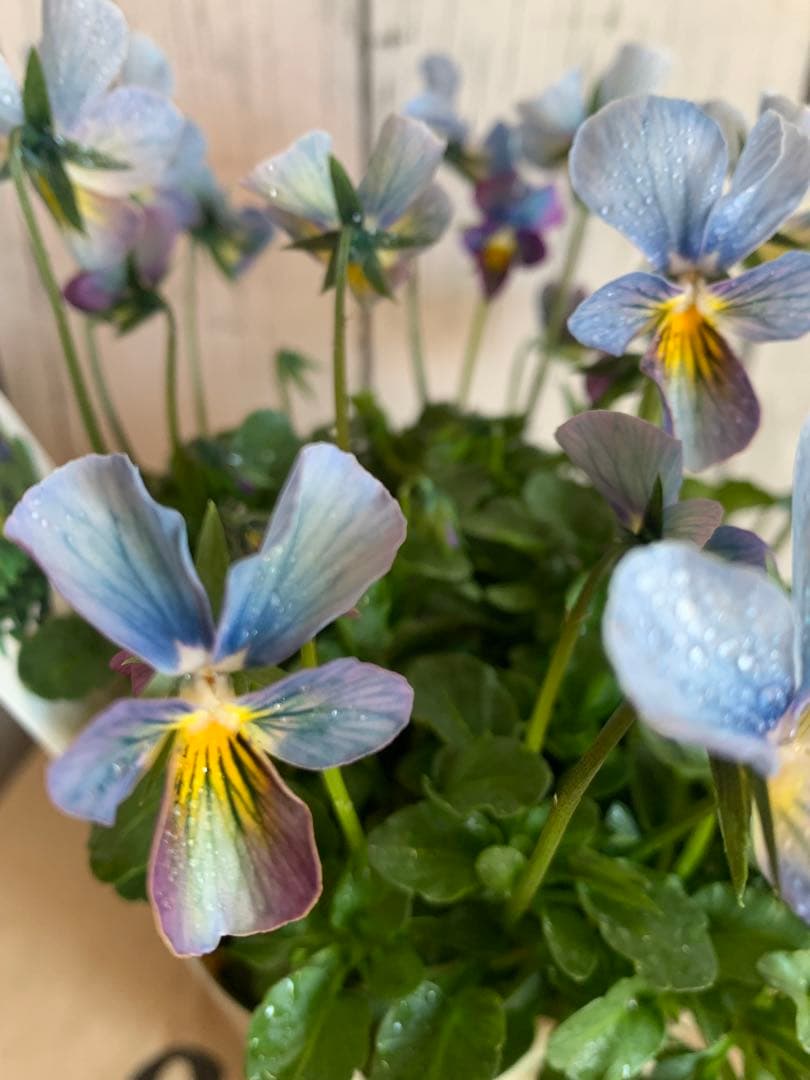 すみれ図鑑　1苗　no I