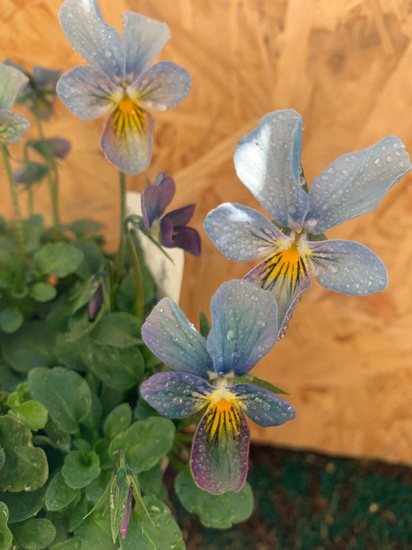 すみれ図鑑　1苗　no I