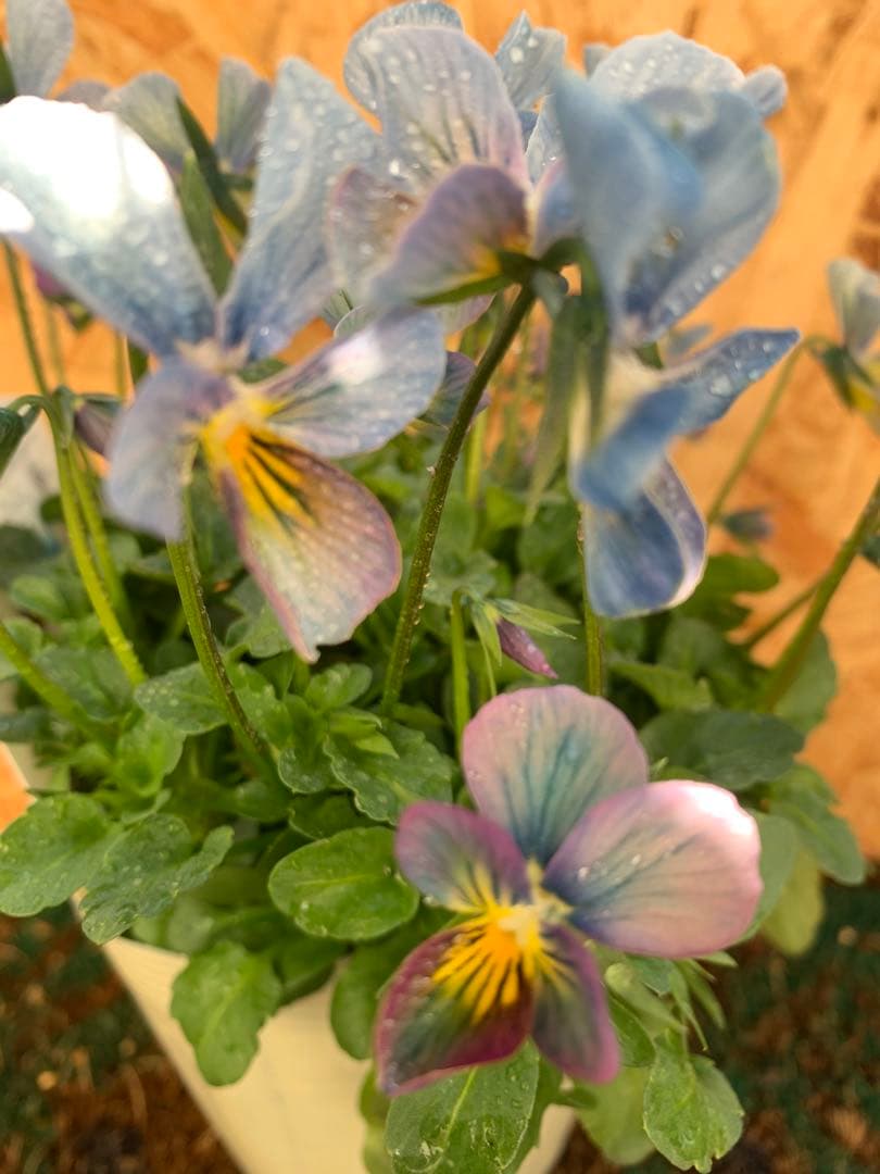 すみれ図鑑　1苗　no I