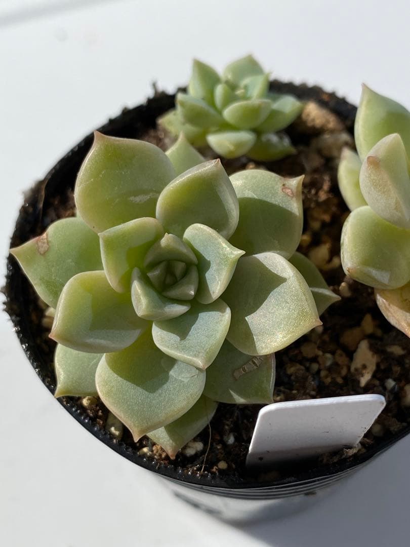 多肉植物　エケベリア　マーガレット　　韓国苗