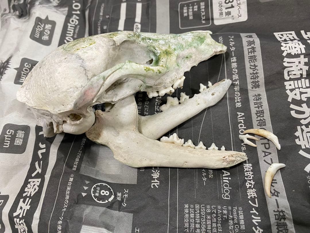 哺乳類　キツネの頭蓋骨　本物Japanese fox skull genuine