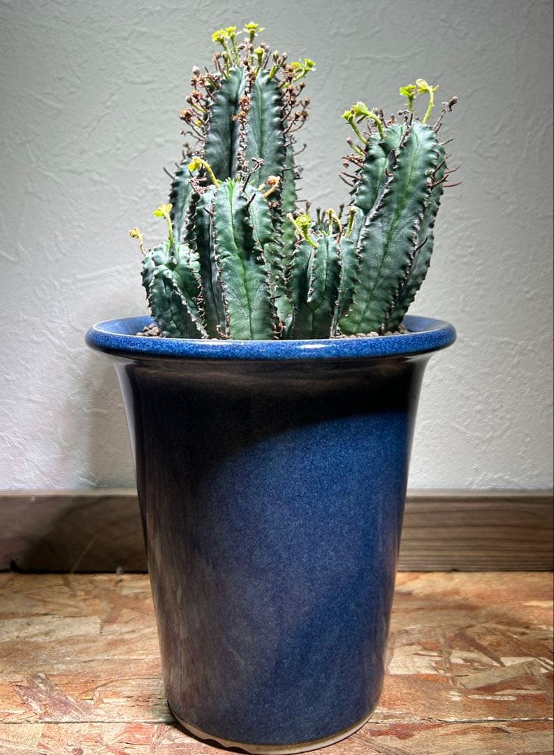 特大　オベサ × バリダ 交配種　陶器鉢のまま発送　ユーフォルビア　コーデックス