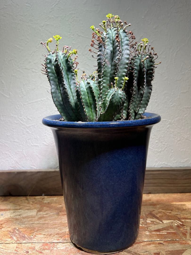 特大　オベサ × バリダ 交配種　陶器鉢のまま発送　ユーフォルビア　コーデックス