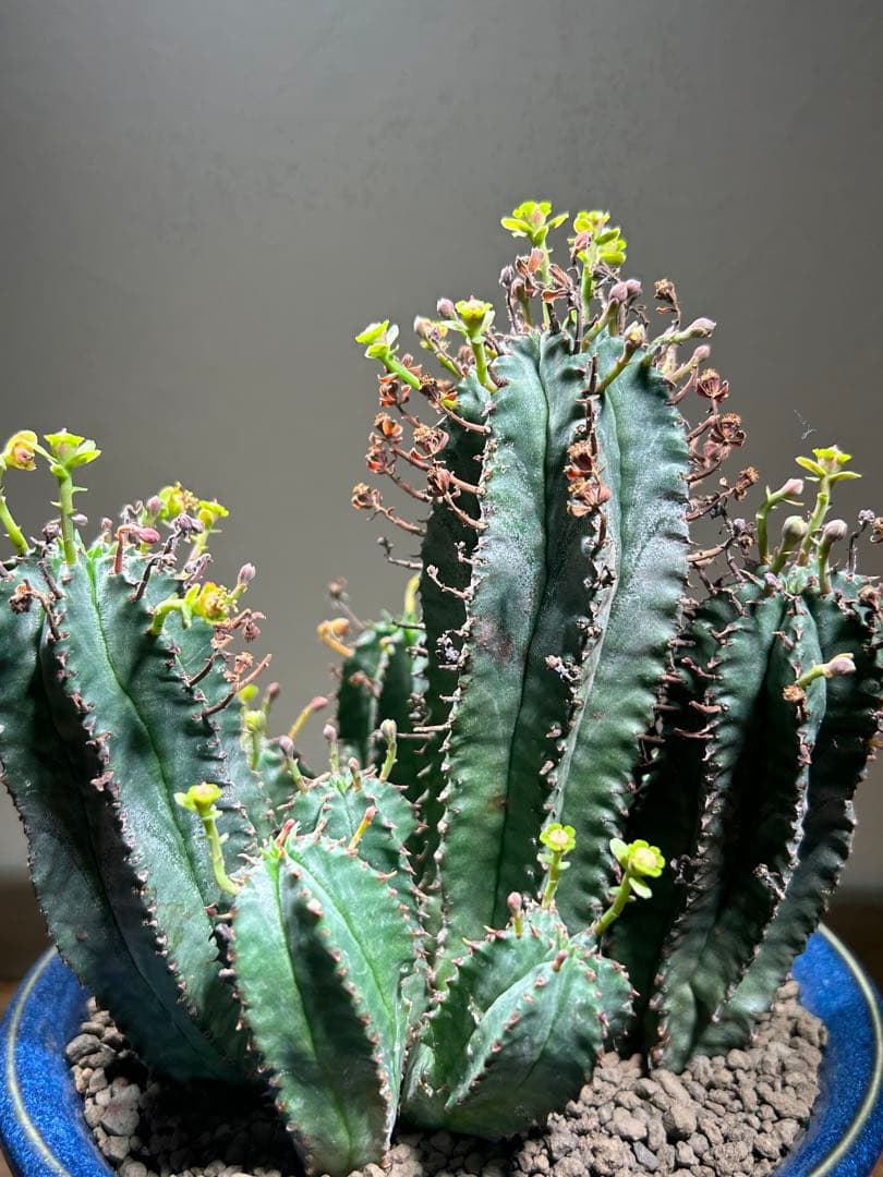 特大　オベサ × バリダ 交配種　陶器鉢のまま発送　ユーフォルビア　コーデックス