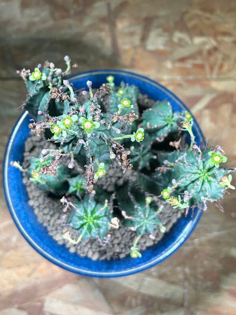 特大　オベサ × バリダ 交配種　陶器鉢のまま発送　ユーフォルビア　コーデックス