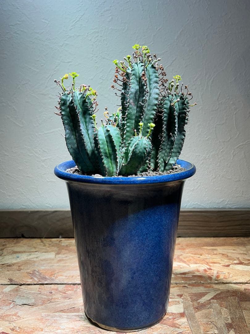 特大　オベサ × バリダ 交配種　陶器鉢のまま発送　ユーフォルビア　コーデックス