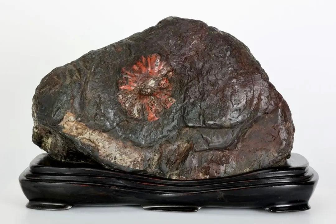 天然菊花石 大輪 赤花 台座付 19.8kg 鑑賞石 原石 水石 紋石 美石