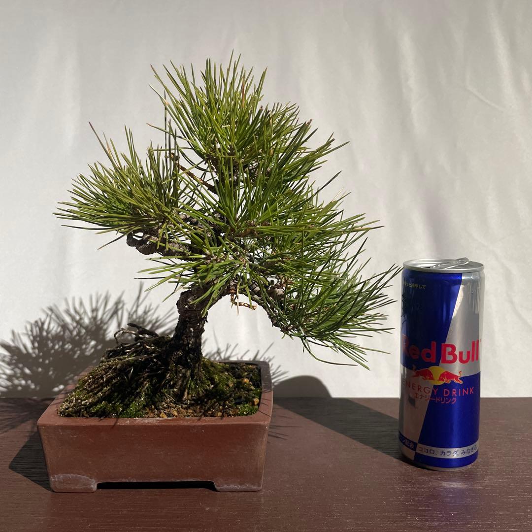 【盆栽 匿名配送 送料込み】 クロマツ(黒松)C