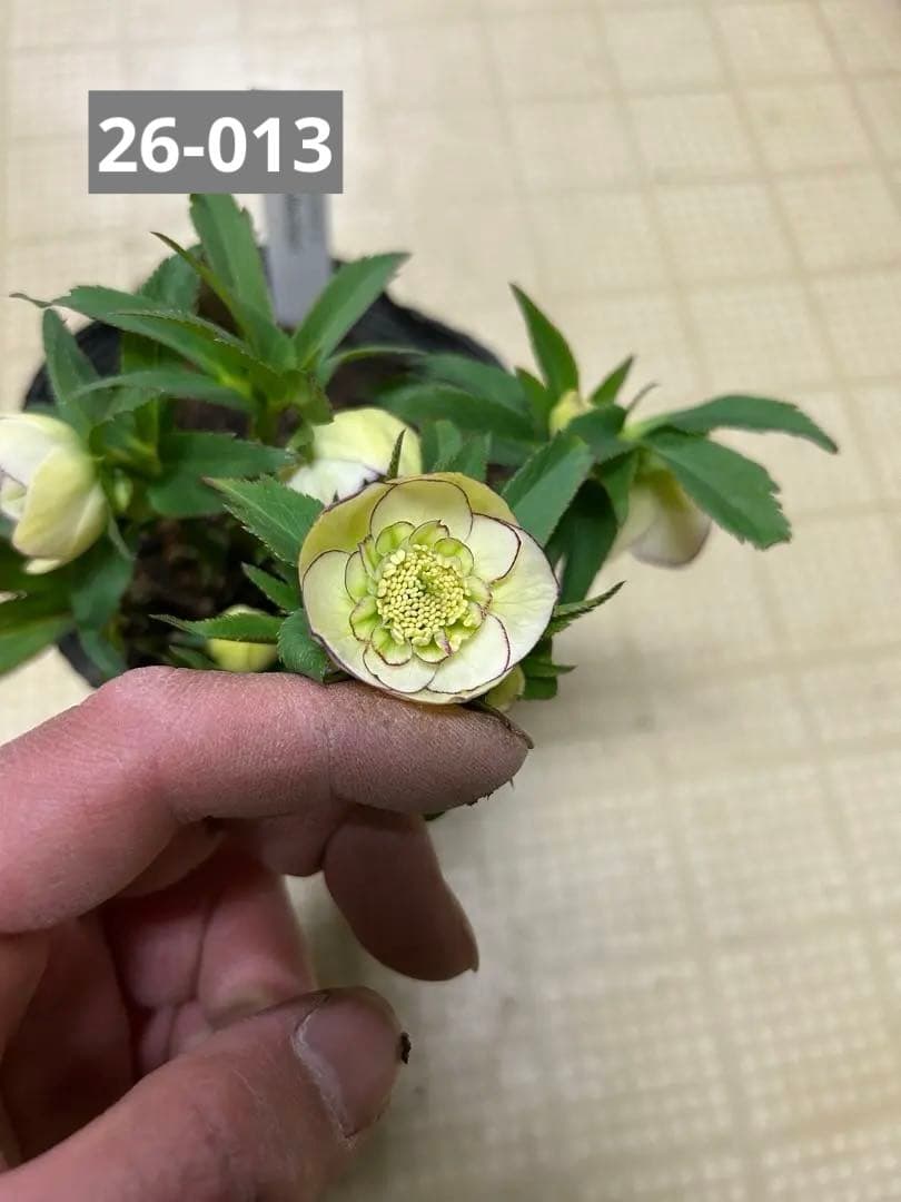 リトルコレクション Little Collection 加藤農園クリスマスローズ