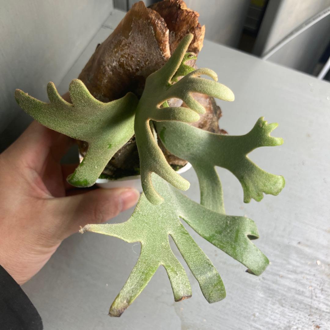 ビカクシタ　ジェイドガール　スポア　ウィリンキー　jade girl