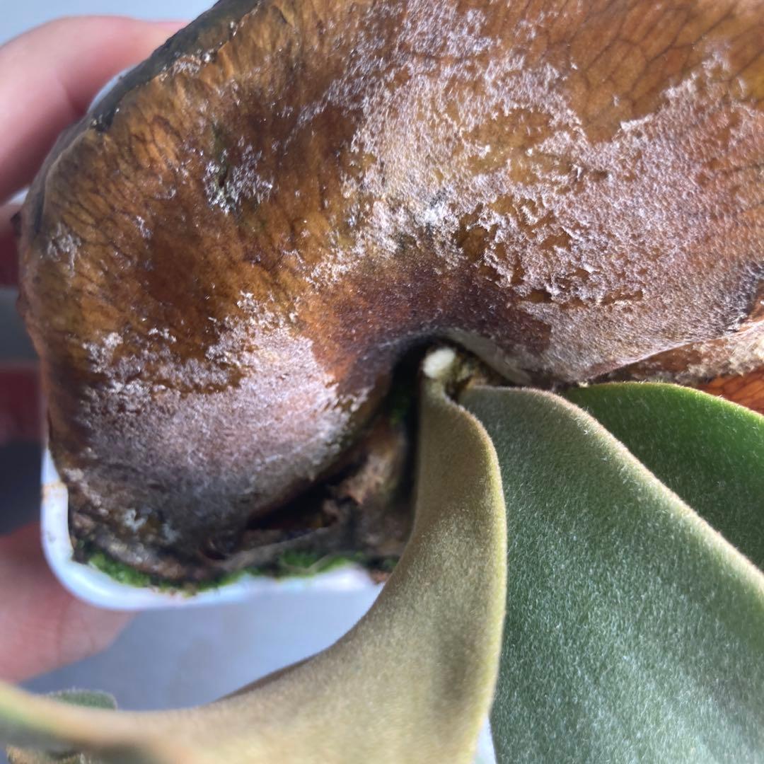 ビカクシタ　ジェイドガール　スポア　ウィリンキー　jade girl