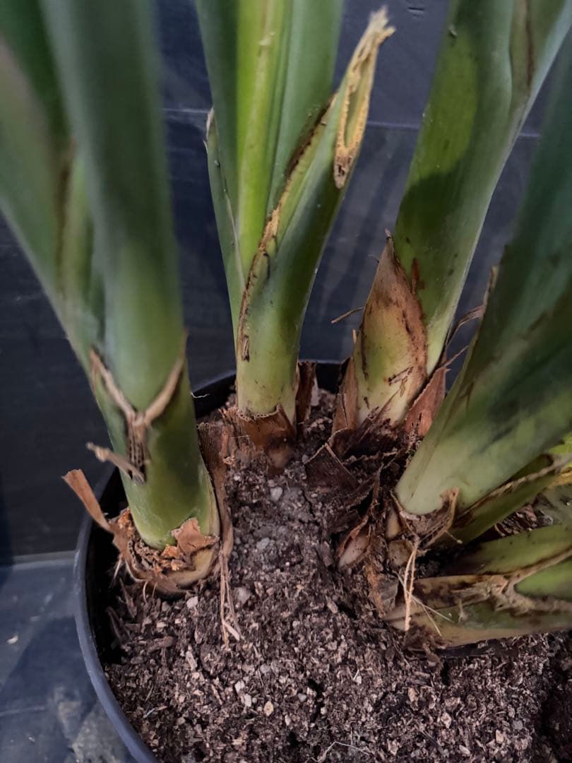 ストレリチア　極楽鳥花　7株　オレンジ色の花の観葉植物 高さ約100cm