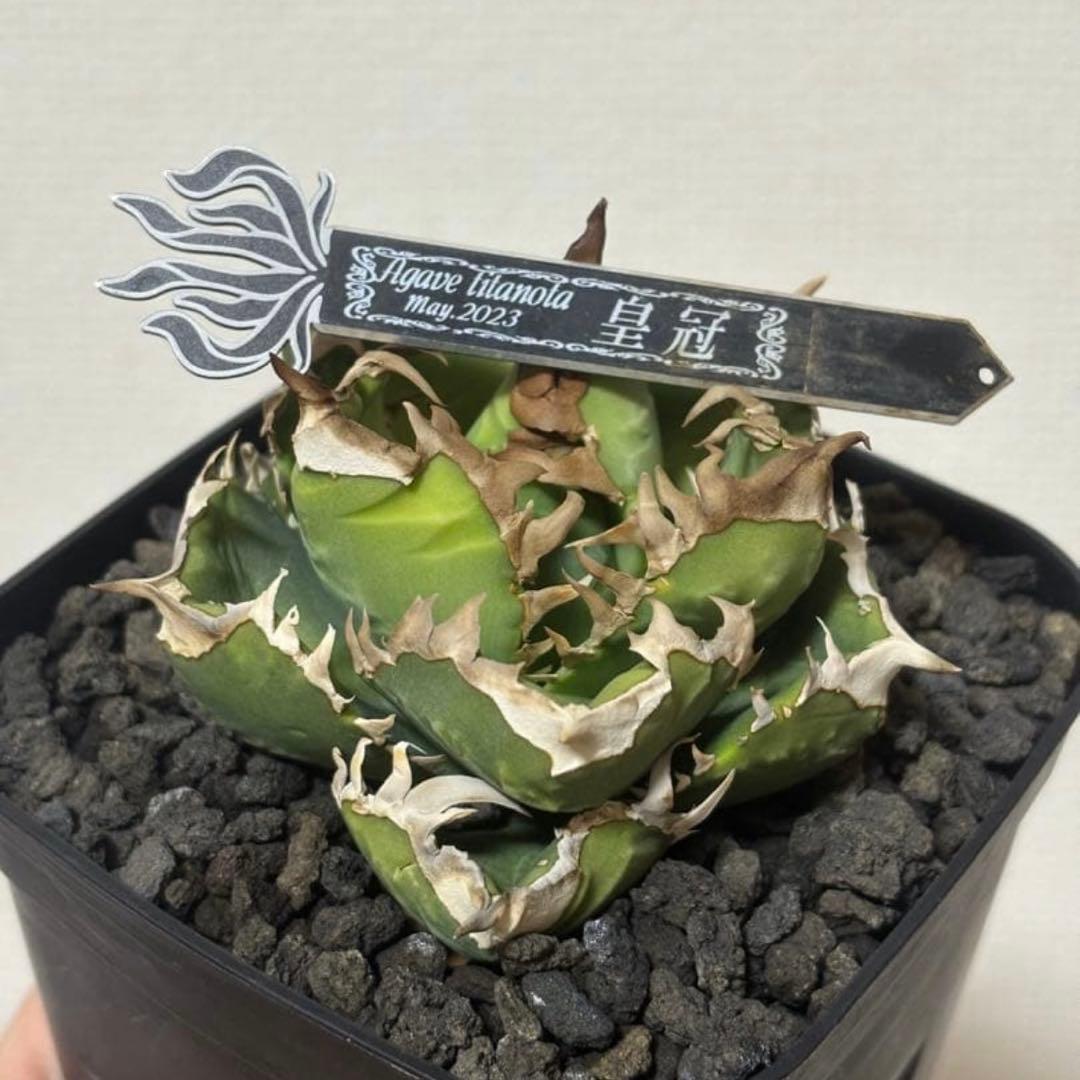 Lize血統　皇冠　クラウン　子株発根済