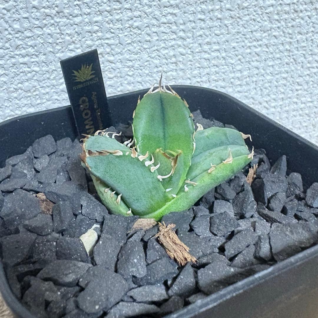 Lize血統　皇冠　クラウン　子株発根済