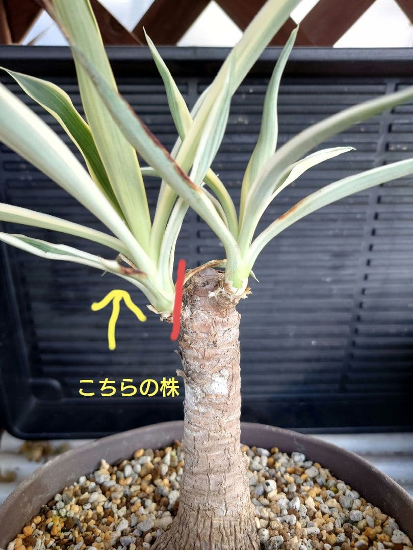 ユッカ　エレファンティペス　ホワイトエンペラー　プレミアムホワイト