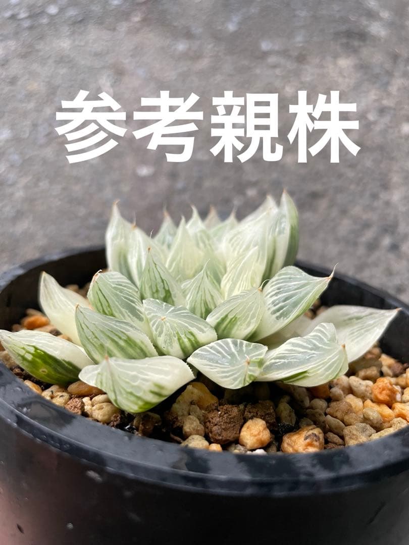 ハオルチア　白蛇伝　②