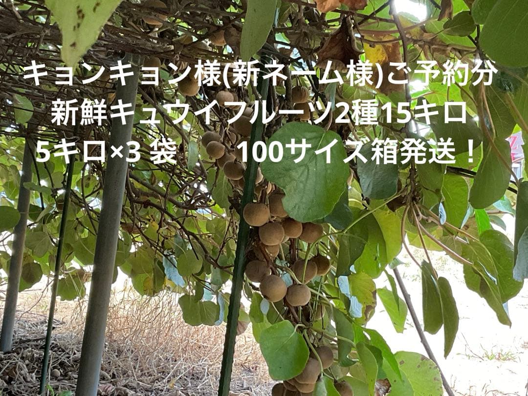 キョンキョン(変更ネーム？)様ご予約分キュウイフルーツ
