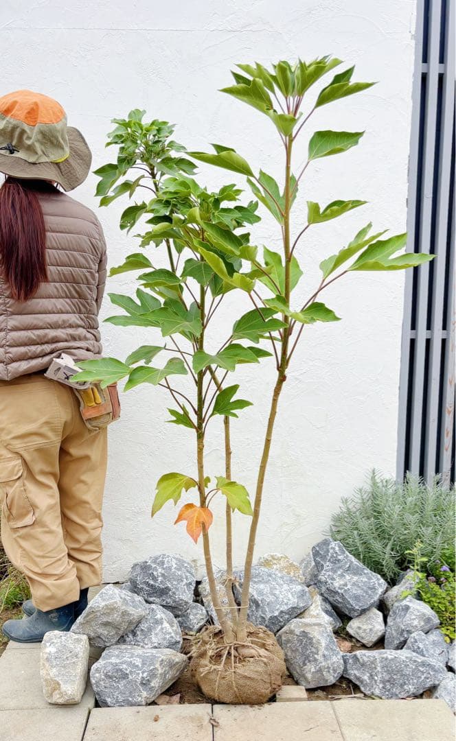 優良株。カクレミノ株立ち1.5M(鉢底から)品番D