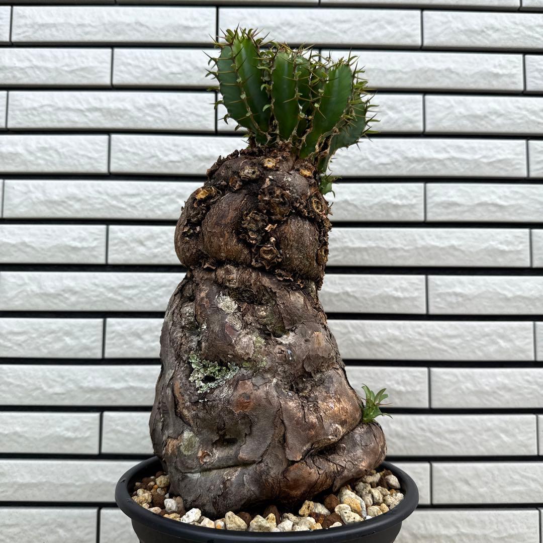 ユーフォルビア ムランジーナ 特大株 現地球 発根済