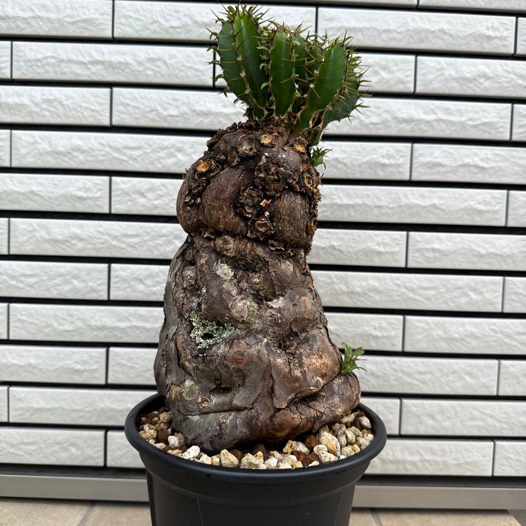 ユーフォルビア ムランジーナ 特大株 現地球 発根済