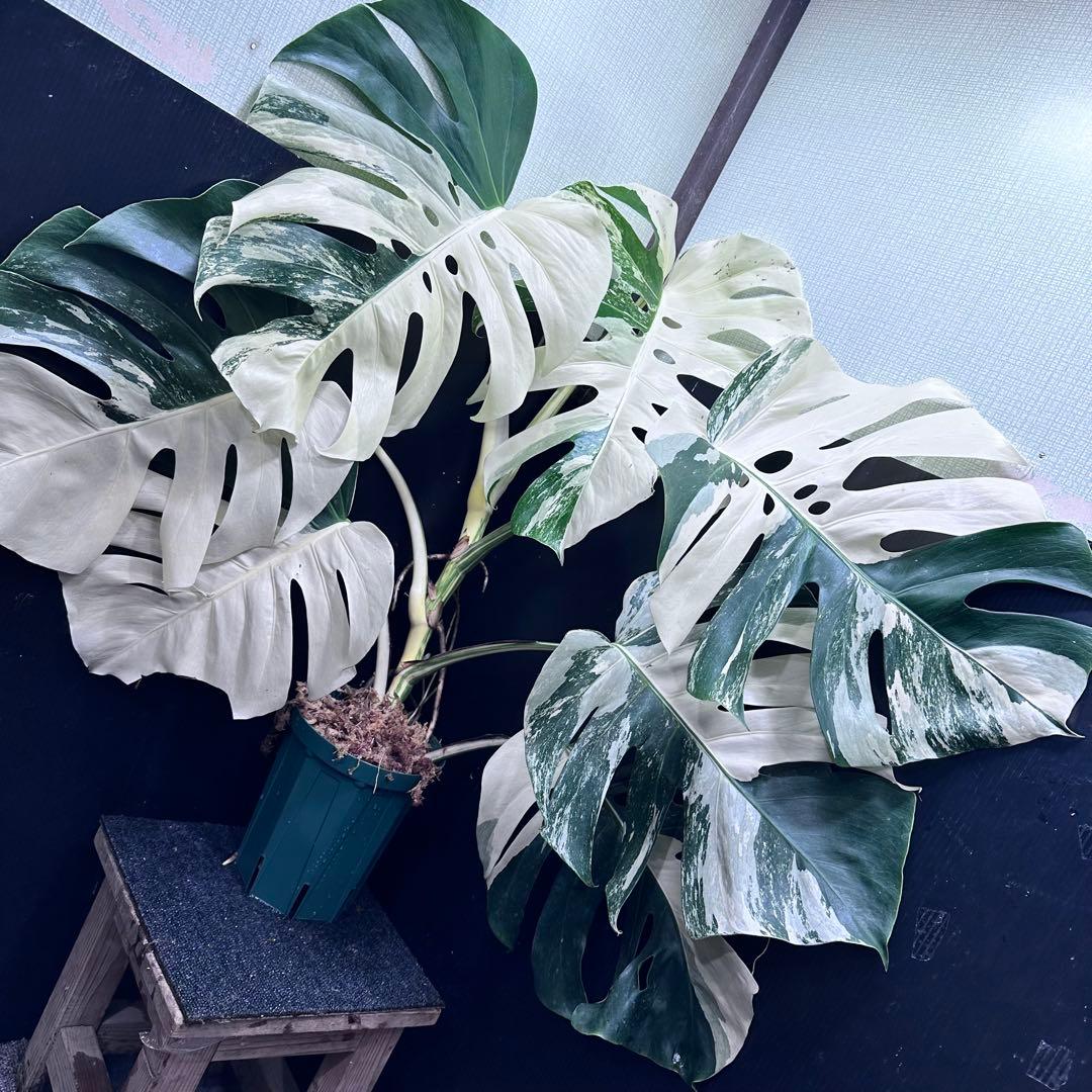 ☆*☆様 斑入りモンステラ ホワイトタイガー極美大株71cm白斑多レアアロイド希