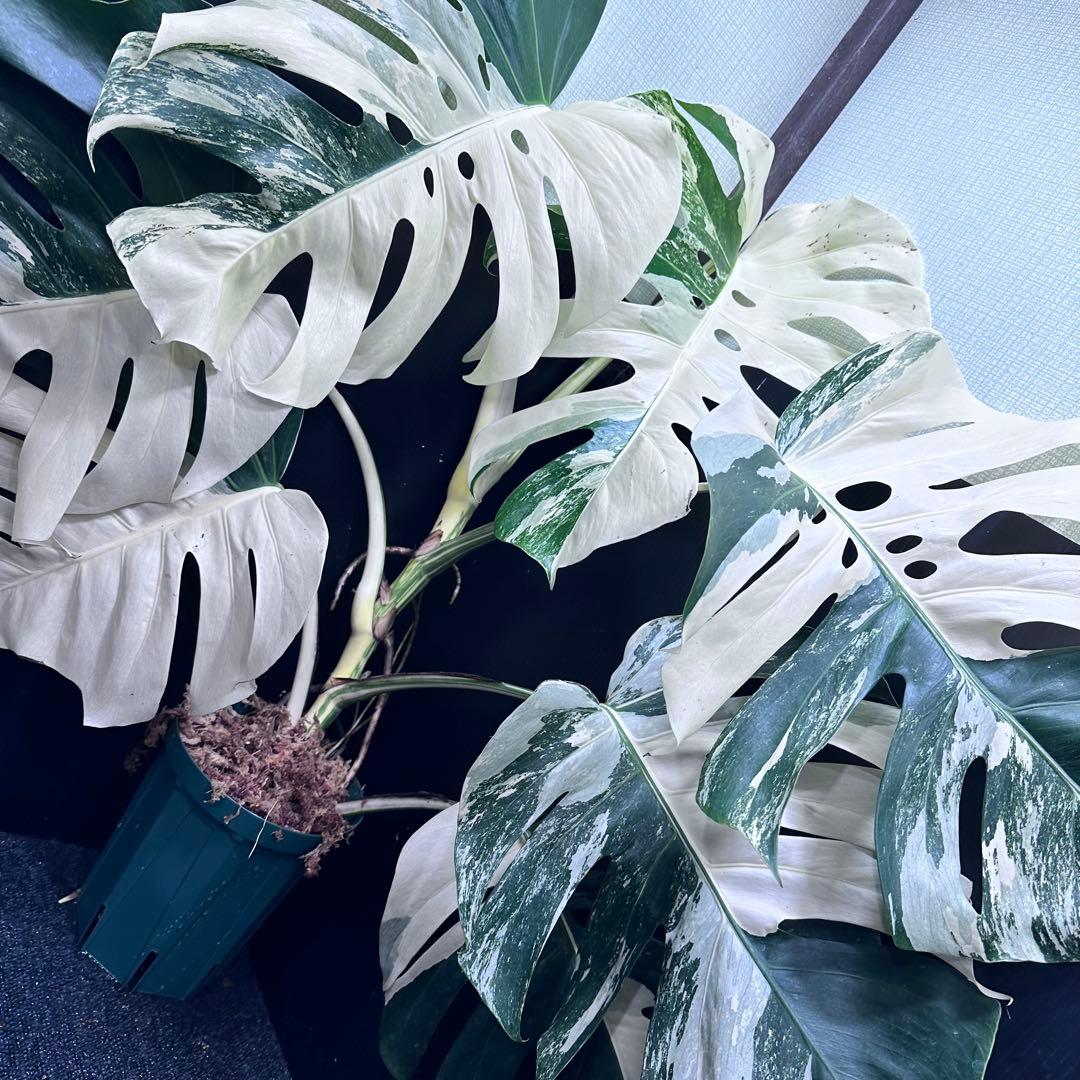 ☆*☆様 斑入りモンステラ ホワイトタイガー極美大株71cm白斑多レアアロイド希