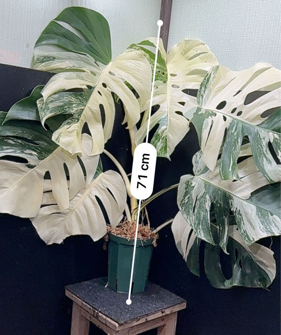 ☆*☆様 斑入りモンステラ ホワイトタイガー極美大株71cm白斑多レアアロイド希