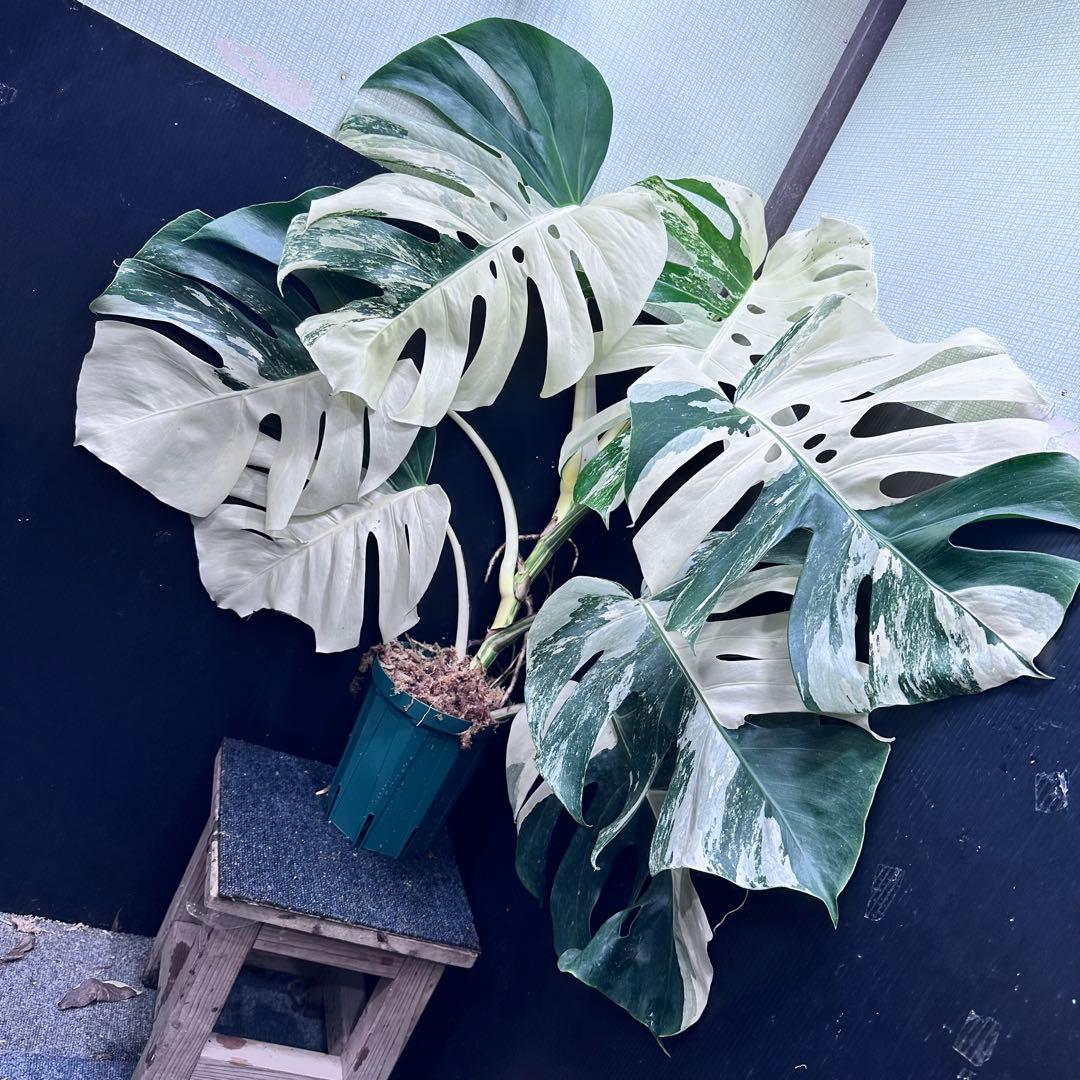 ☆*☆様 斑入りモンステラ ホワイトタイガー極美大株71cm白斑多レアアロイド希