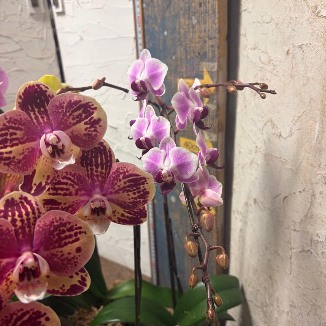 あ*み様 胡蝶蘭　8種8ポット ファレノプシス