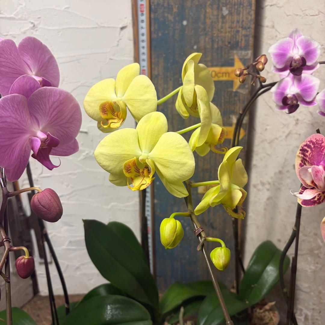 あ*み様 胡蝶蘭　8種8ポット ファレノプシス