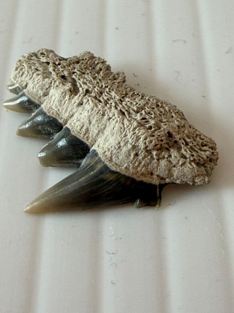 ペルー産サメの歯の化石Carcharodon carcharias