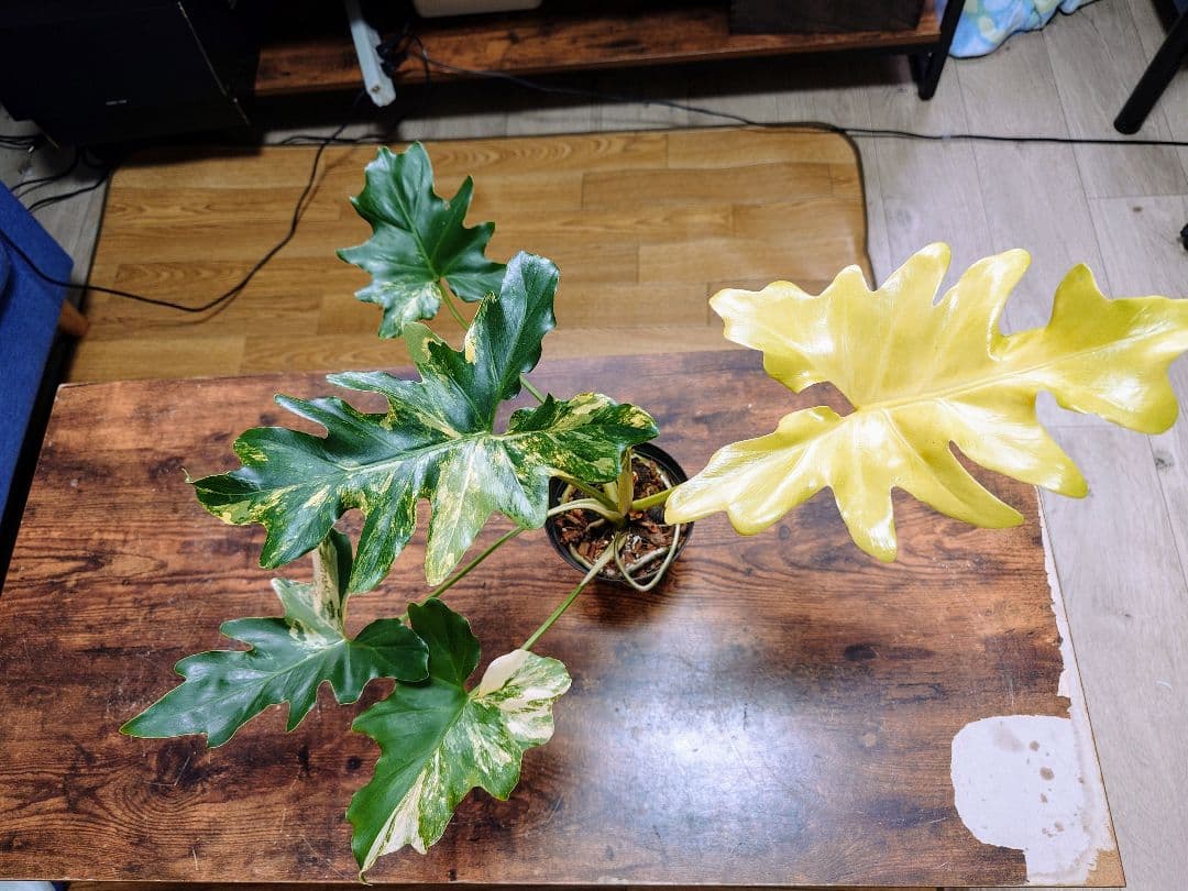 フィロデンドロン セローム 極斑入り