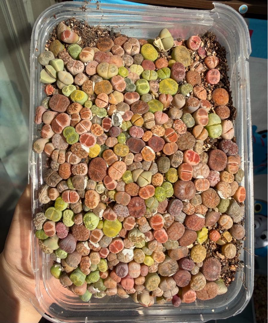リトープス 実生苗 ミックス 約230～260 株左右　カラフル 多肉植物