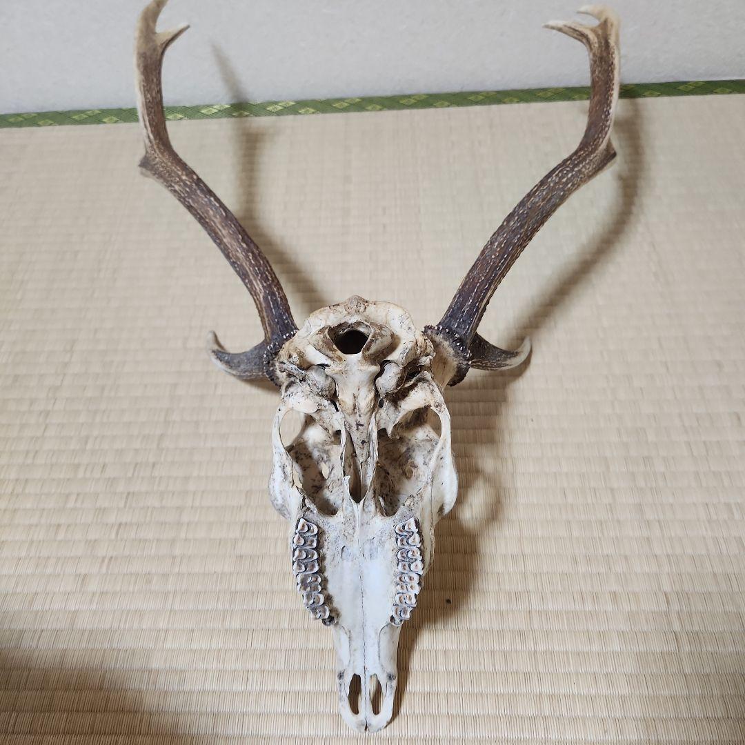 シカの骨　頭蓋骨