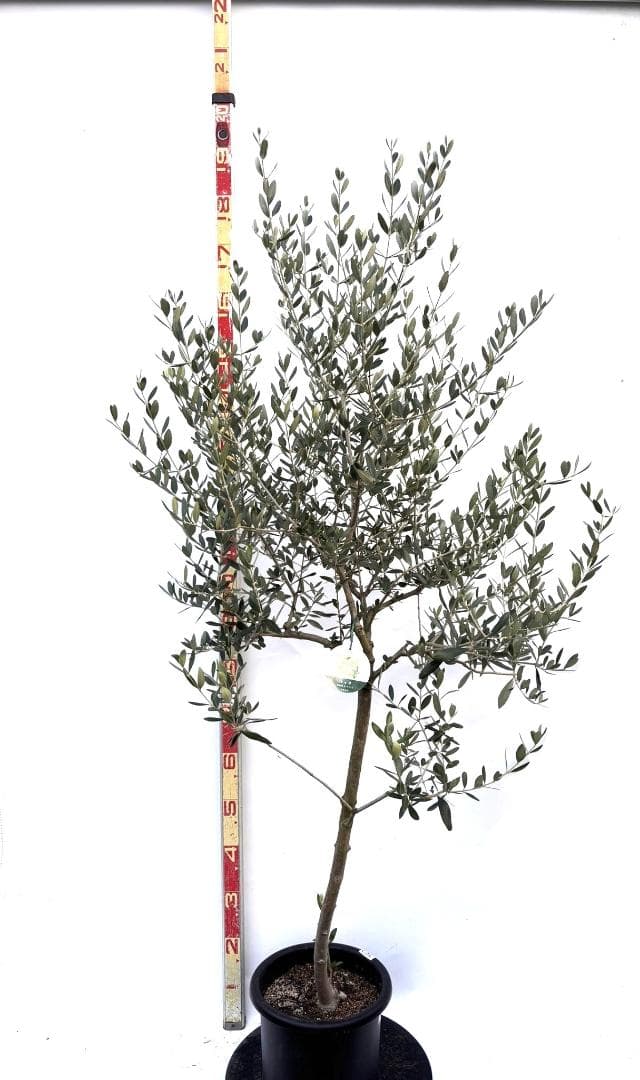 オリーブの木　ルッカ　8号　約170cm　K-282　人気品種　現品掲載