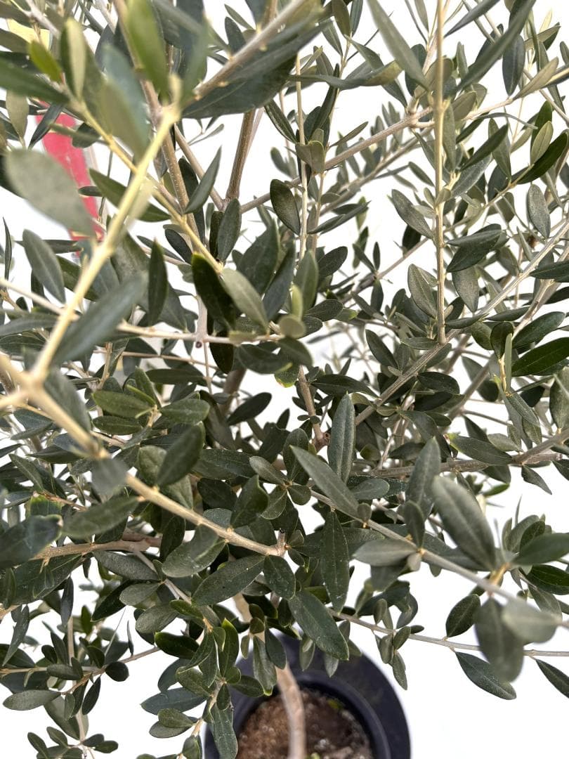 オリーブの木　ルッカ　8号　約170cm　K-282　人気品種　現品掲載