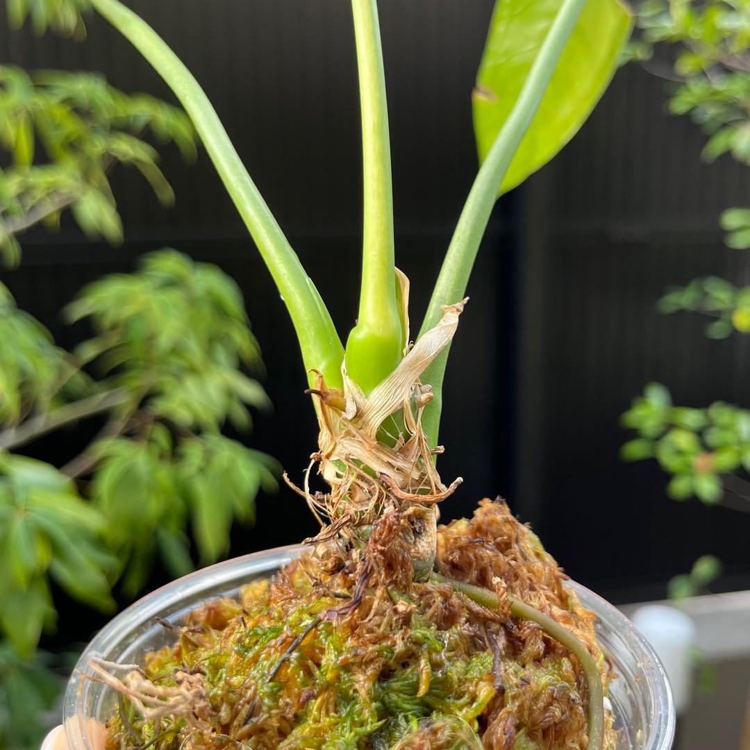 183 eminens エミネンス　アンスリウム　Anthurium