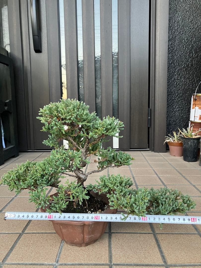 ◉ソナレ盆栽　樹形が大変美しい　究極の逸品！　★2/8(日曜日)迄の大幅値下げ