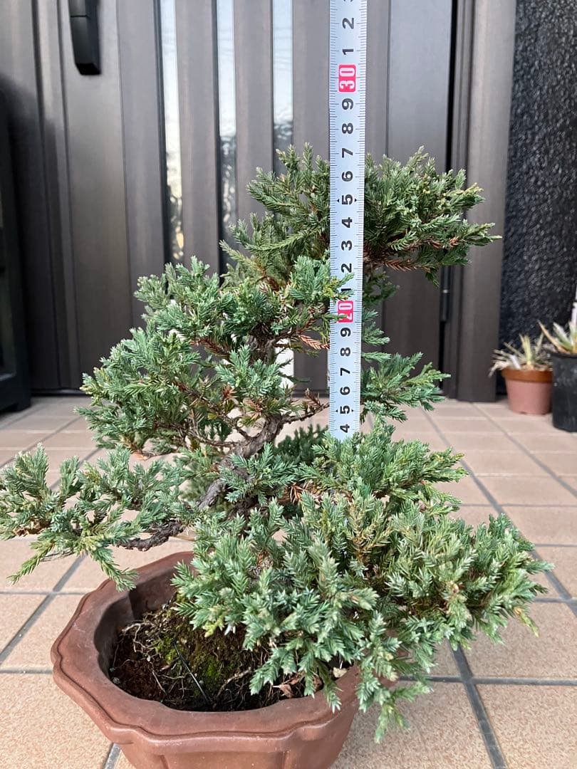 ◉ソナレ盆栽　樹形が大変美しい　究極の逸品！　★2/8(日曜日)迄の大幅値下げ