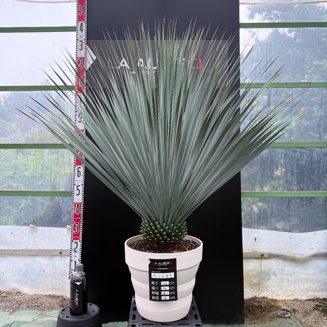 【AL1049】ユッカ　ロストラータ　ランチョブルー　数量限定販売