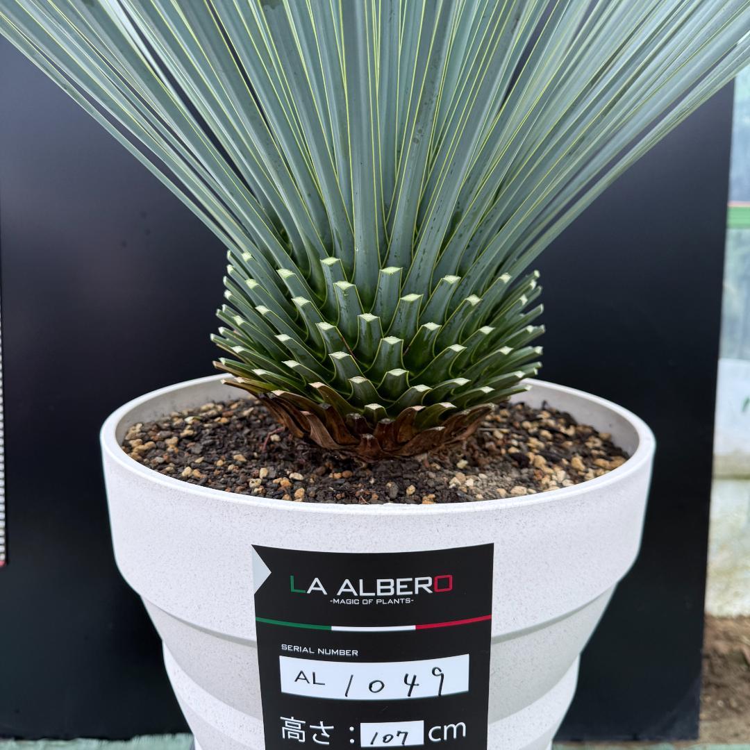 【AL1049】ユッカ　ロストラータ　ランチョブルー　数量限定販売