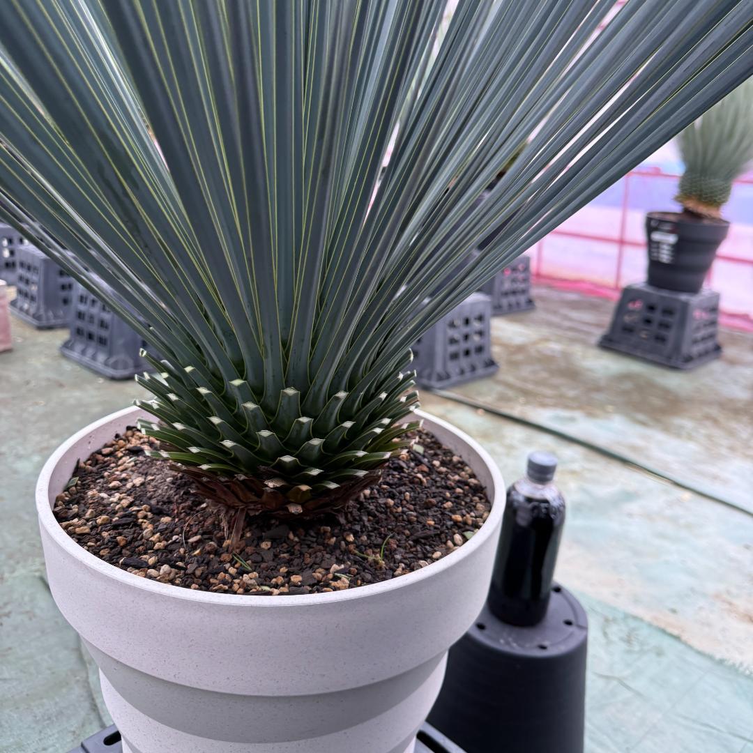 【AL1049】ユッカ　ロストラータ　ランチョブルー　数量限定販売