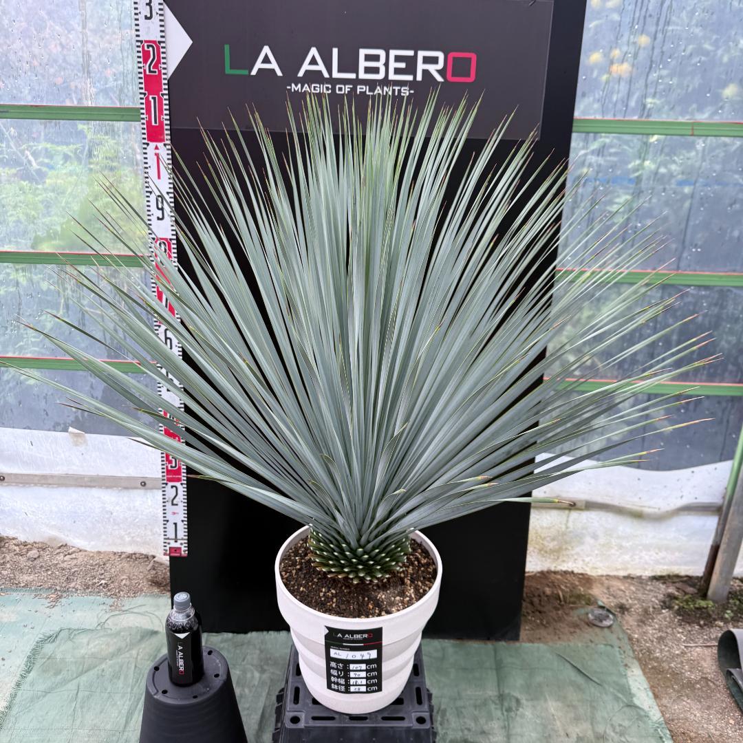 【AL1049】ユッカ　ロストラータ　ランチョブルー　数量限定販売