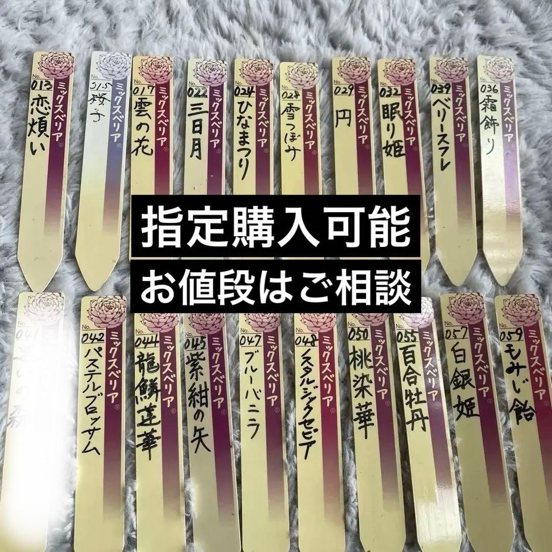 指定購入可❗️ご相談下さい おらいさん　ミックスベリア　札セット
